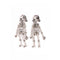 Great Pretenders Impulse Buying Spooky Scary Skeleton Clip On Earrings for Kids, 1 Count 771877875229