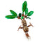 LEGO Toys & Games LEGO Harry Potter Mandrake, 76433, Ages 10+, 579 Pieces 673419388351