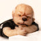 TRICK OR TREAT STUDIOS INC Halloween WerePups Toby Doll, 1 Count