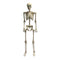 SEASONS HK USA INC Halloween Animated Skeleton with Light Eyes, 60 Inches 190842830917